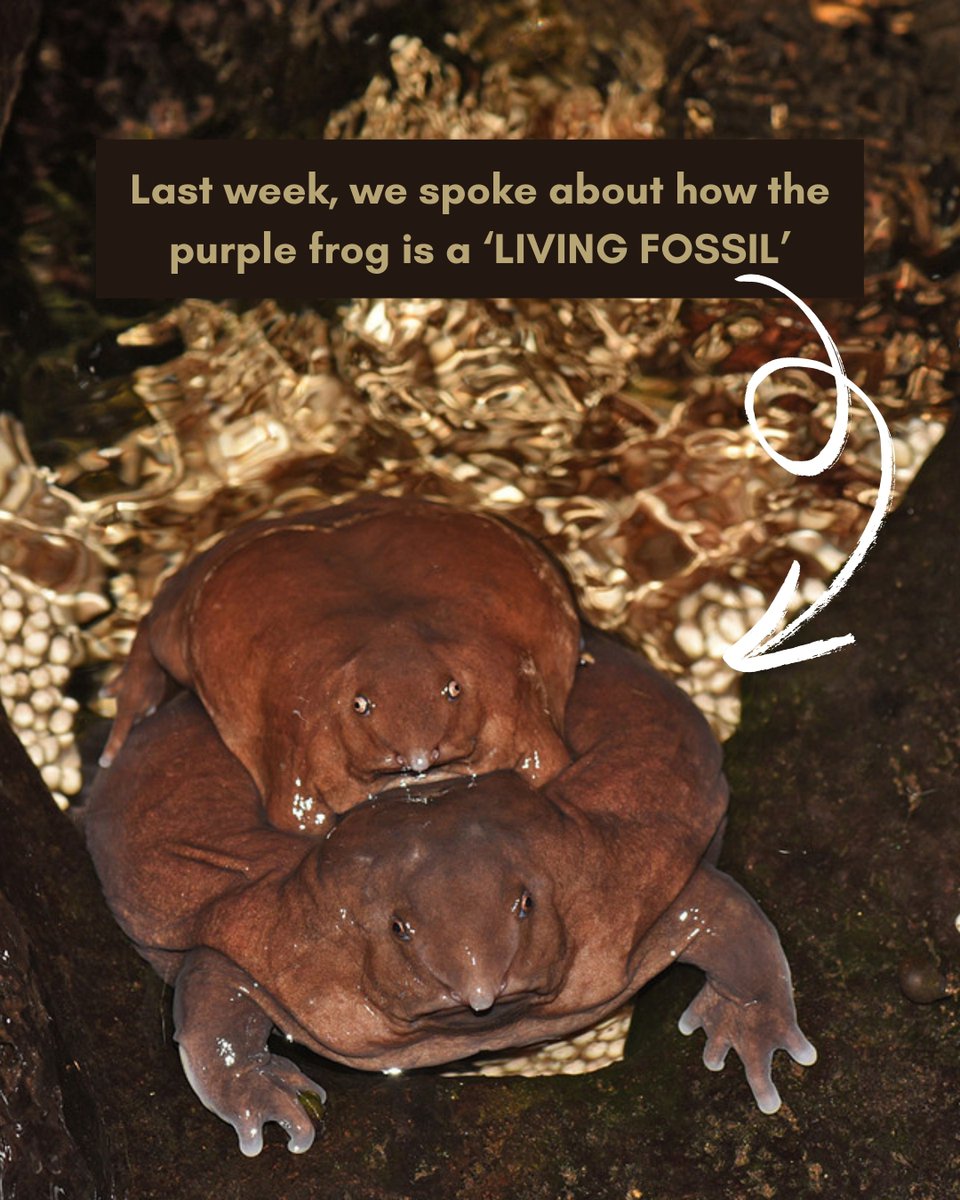 NatureIn_Focus's tweet image. If you think your outfit is #timeless, meet these age-old #relics who redefine timeless!

Rocking almost the same look for thousands of years and surviving #extinctions, these #creatures defy time itself.

Do you know of any other #livingfossils? Tell us in the comments below!