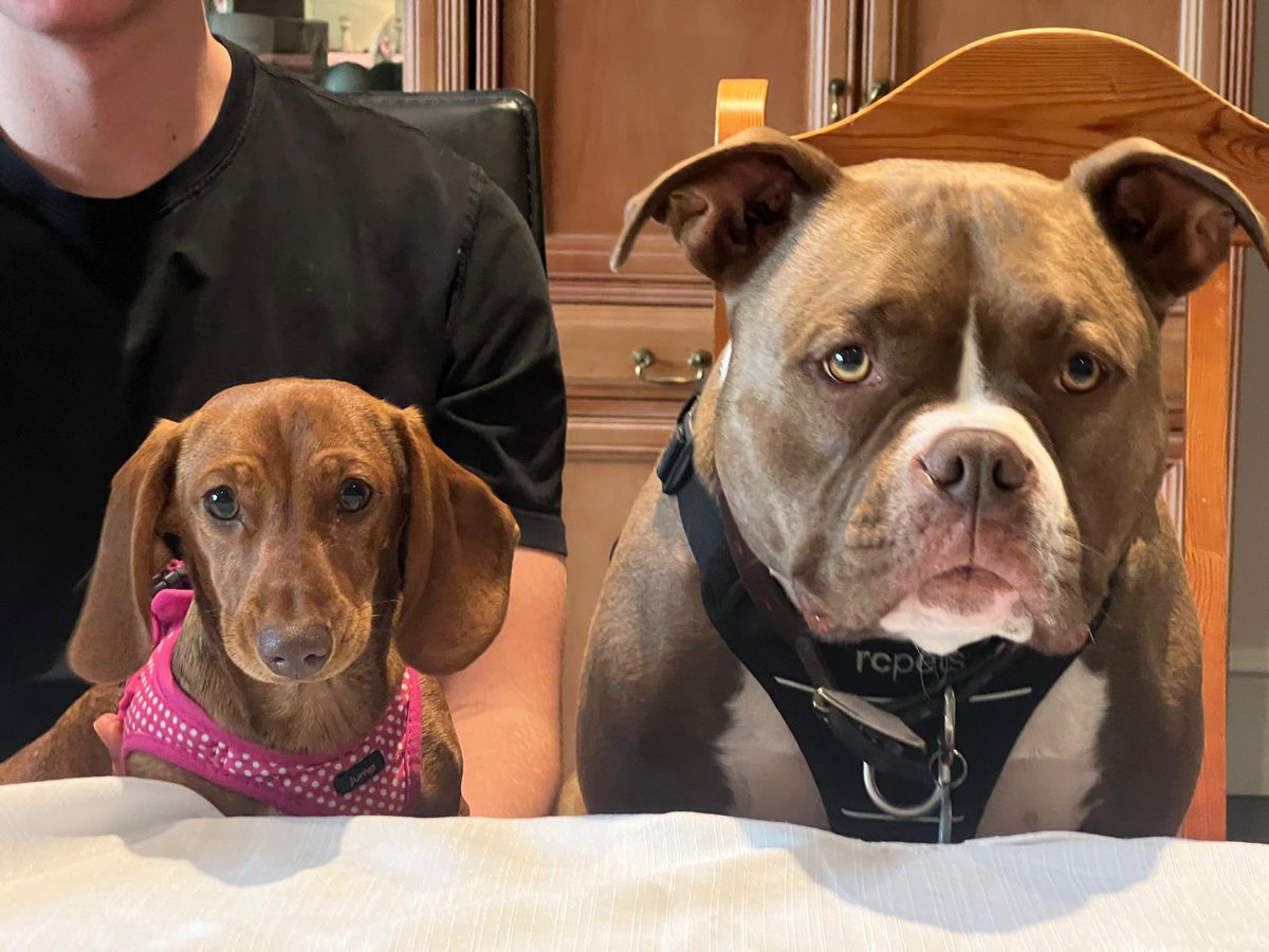IainTeale's tweet photo. These two are partners in crime, absolute best friends. https://t.co/LD3nJ8TmxN