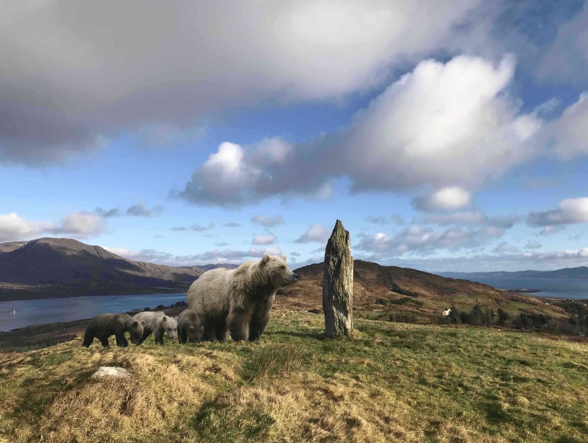 BereIslandGroup's tweet photo. Bears on Bere! As part of a re-wilding experiment, today April 1st, a family of bears has been released on Bere Island. Whilst the bears are friendly and used to people, anyone walking in the area is advised not to include honey sandwiches in their picnic!! https://t.co/9E3JI1qQ41