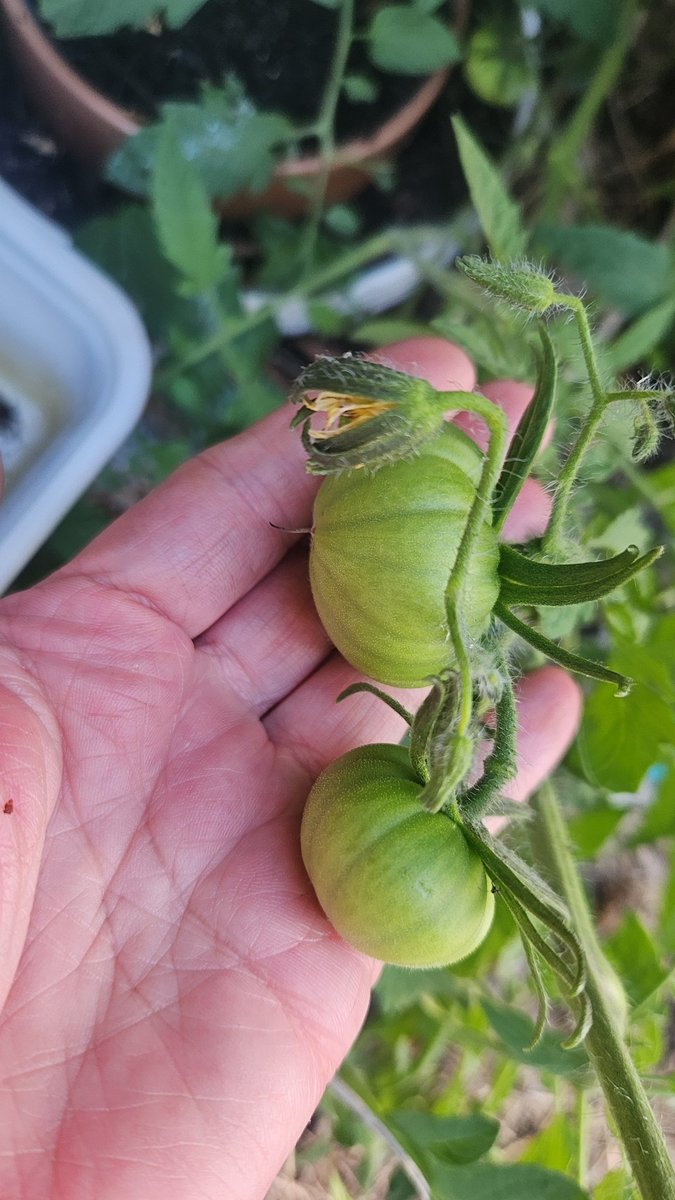 Winding down the harvests &amp; getting ready to prepare for the winter season. Colourful carrots, heirloom yellow tomatoes, Blood Oranges. #GardenersWorld #GardensHour #vegetables #gardentotable #organic #gardeningx