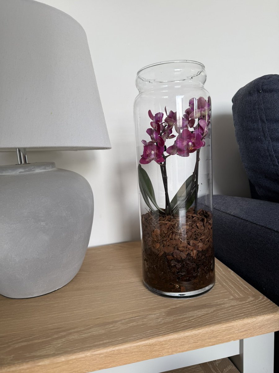 I picked up the most beautiful orchid gift yesterday when I was in the <a href="/Edwardstrust/">Edward's Trust</a> office. Our wonderful patron, and my friend <a href="/Judy_at_TW/">Judy Dyke MBE, TEP</a>, always knows how to give a boost 🩷 Thank you so much! Xx