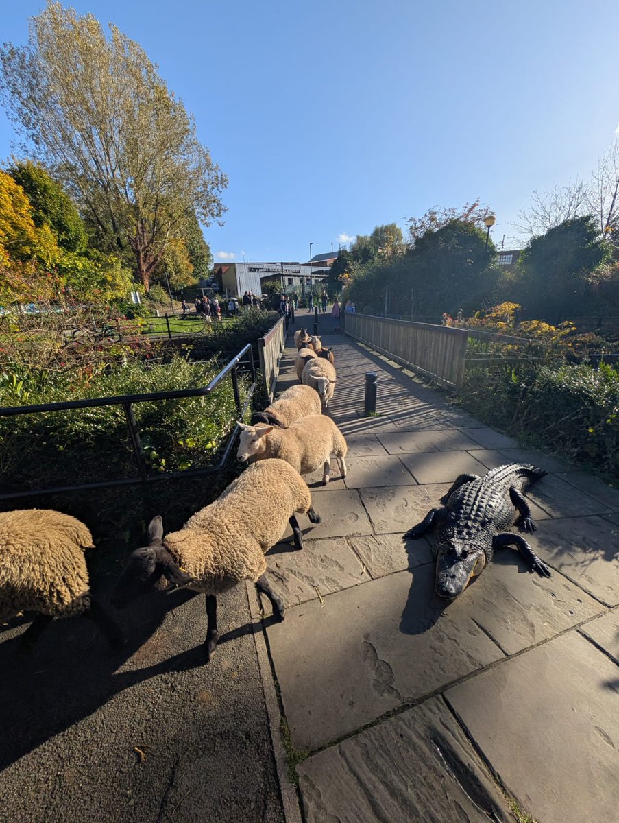 Big spot for Wild Ouseburn @WildIntrigue! 👀We observed an animal we *think* has never been seen in the Ouseburn area! This alligator came onto land from the burn in search of food. Thankfully our sheep were too quick. Keep your eyes peeled, and keep an eye on your kids! 🐊