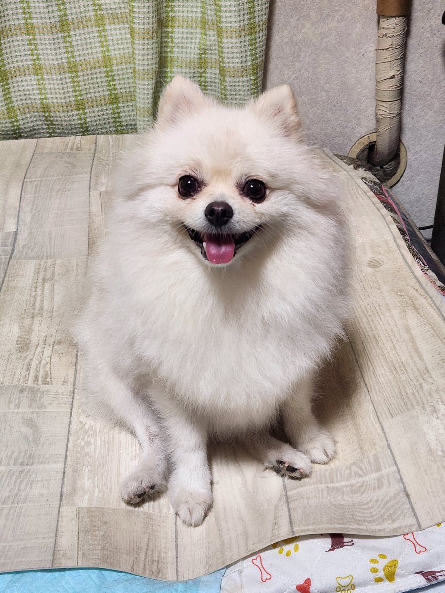 minaclenight's tweet image. #AprilFoolsDay #만우절