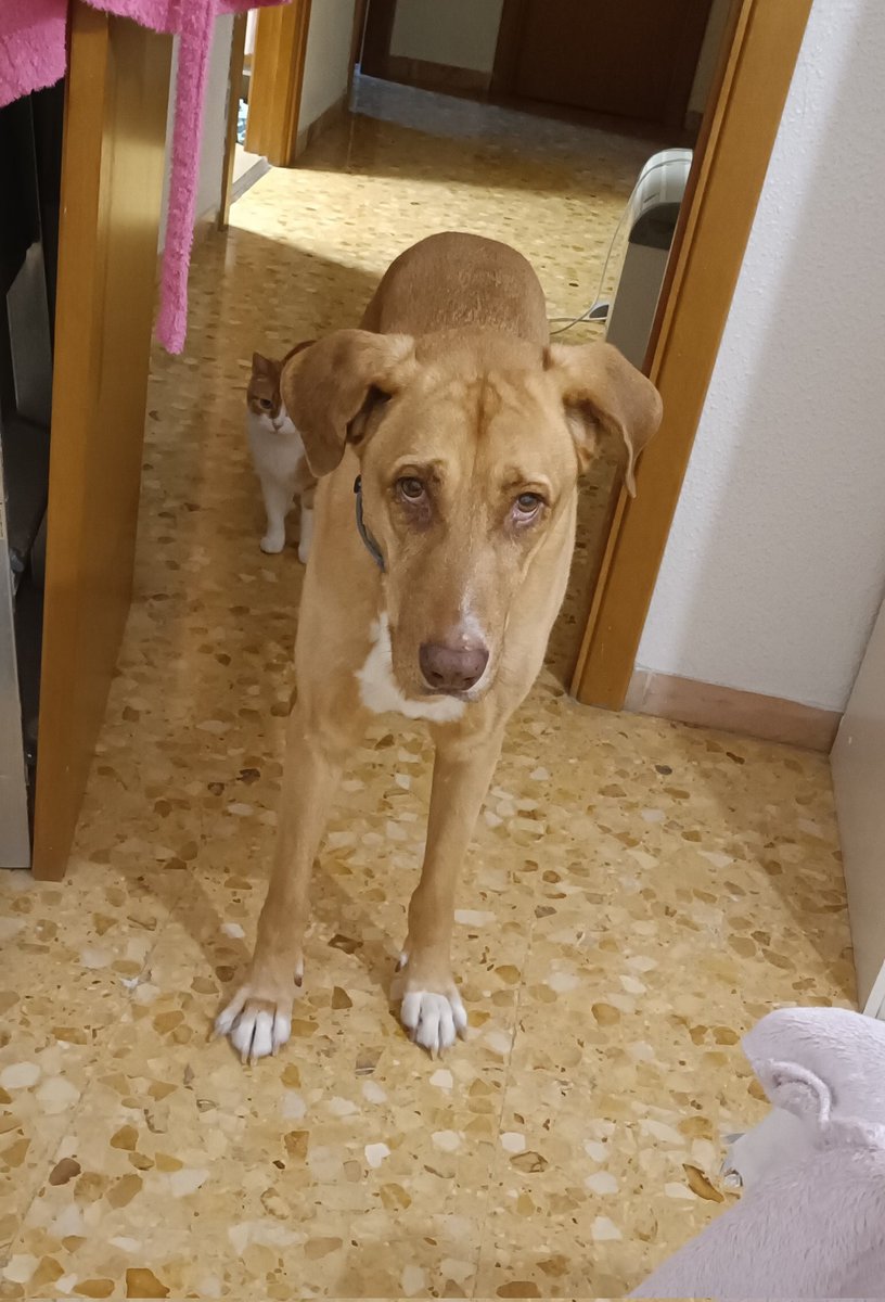 La cara de mi perra cuando me levanto pero me tiene que esperar porque tengo EL ATREVIMIENTO de vestirme antes de bajarla a pasear