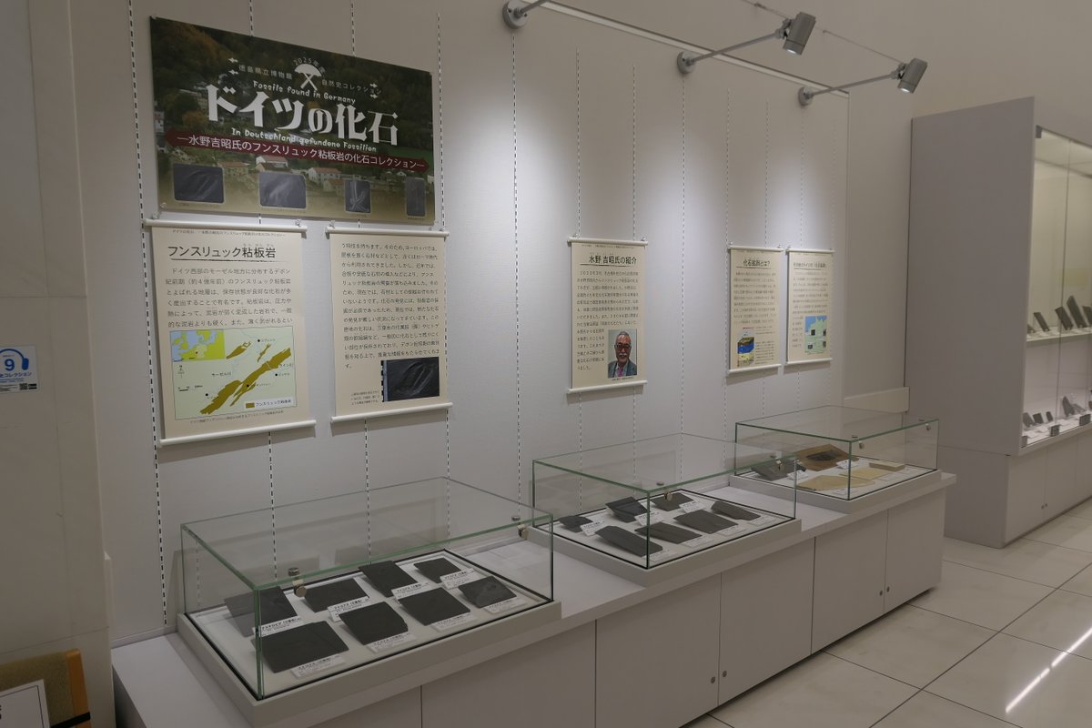 本日より常設展示室の自然史コレクションにて、「ドイツの化石 ―水野