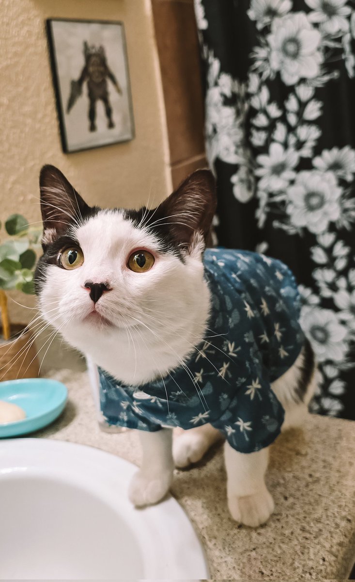 eothen7's tweet photo. Olly Appreciation Post 🐈‍⬛🐱
This little guy has brought so much life into our lives. (whomever he meets). He's such a unique little dude. ❤️
#olly #ollythecat #catsagram #catsofinstagram #elgato #tuxedocat #tuxedocatsofinstagram https://t.co/4FUiLR1KRK