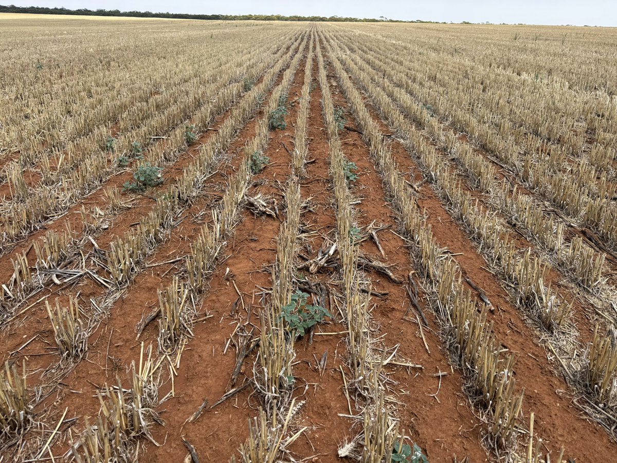 Barry Haskins tweet media