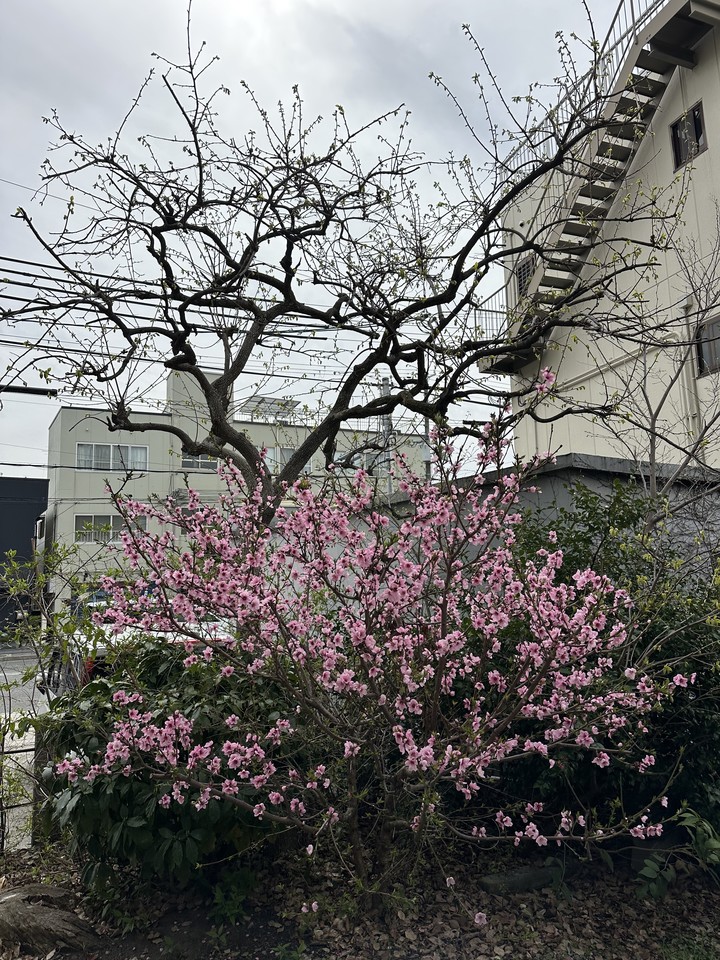 koshienHachiman's tweet photo. 早くも４月となりました。
本殿にて月次祭、末社徳光稲荷神社にて春の稲荷祭を執り行いました。
例によって祭典中の写真が御座いませんので、
最近の #猫職員 さんと #梅 などの写真を。
#甲子園八幡神社 https://t.co/Yk1glbvequ