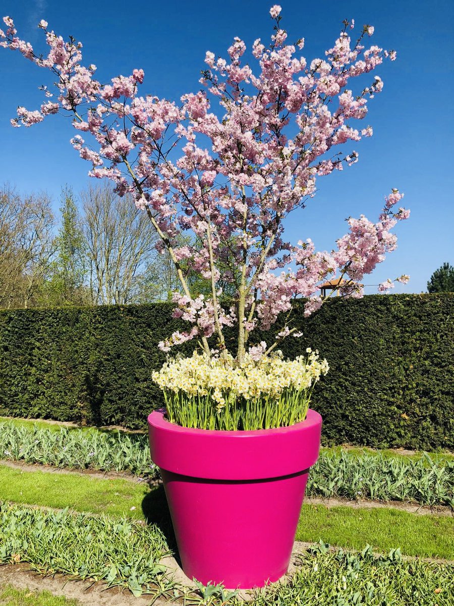 TourcompanyNL's tweet photo. Spring is quickly starting things up now!
Join us for a tour and experience yourself the magic of Keukenhof! π·π©·
ποΈ Limited spots available - Book now!
π Click the link in our biobto secure your spot. #keukenhof #tulipseason #amsterdam #excursion #tour #topexcursion https://t.co/75Vv6faTfs