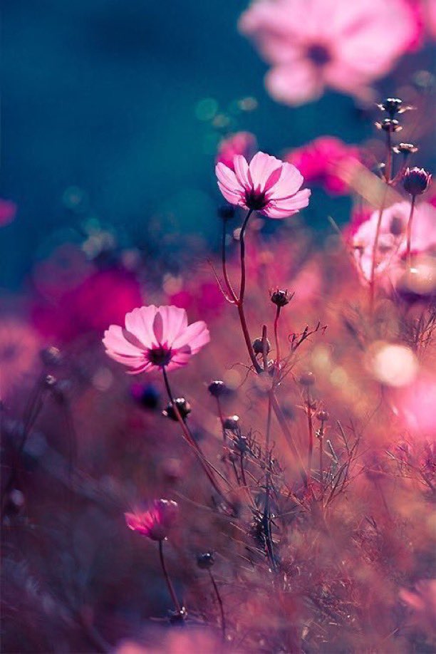 JeanetteEliz's tweet image. Happy 1st of April Everyone!! 😊 I want to wish all of you a happy, healthy &amp;amp; beautiful month ahead. May this April be all that you want it to be &amp;amp; so much more. 💞🌸💕 #HappyNewMonth #April #1stofApril