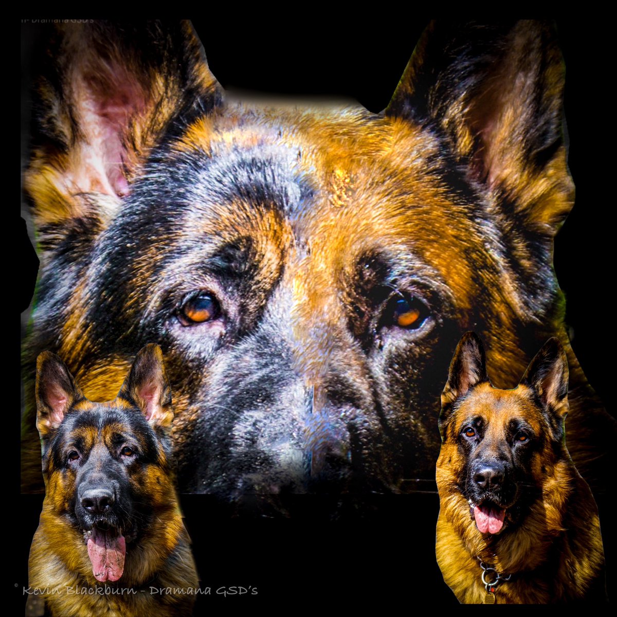 dramanagsds's tweet image. Helloo peeps just thought I’d share this #Composite #photography I did of our #GSD boys in Huddersfield