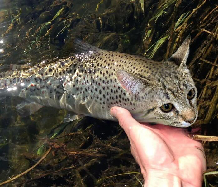 mysticaquarium's tweet photo. We're excited to share about a new species that now calls the Marsh Trek at Mystic Aquarium home! The rare spotted catfish is genuinely one of a kind. This elusive freshwater creature has never been seen by most, some even argue its existence. https://t.co/ymz3hCy9NX