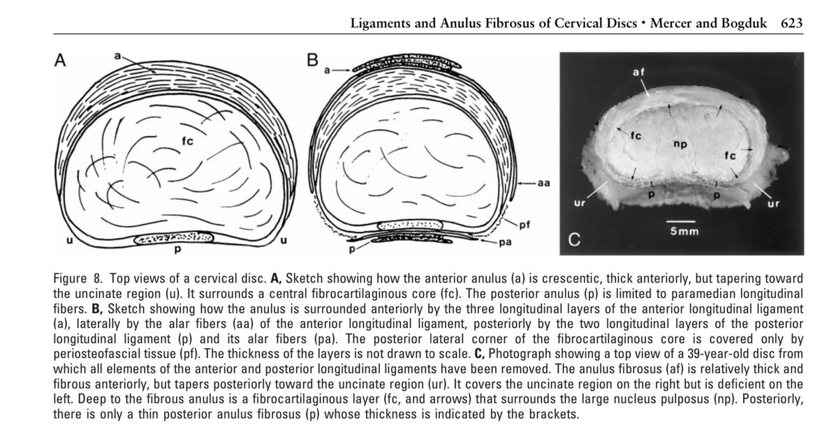<a href="/TDekkersPhysio/">Thomas Dekkers | Spinal Specialist Physiotherapist</a> Mercer and Bogduk’s paper is worth a read.

The ligaments and anulus fibrosus of human adult cervical intervertebral squareonephysio.com.au/wp-content/upl…

Cervical discs are not little lumbar discs.