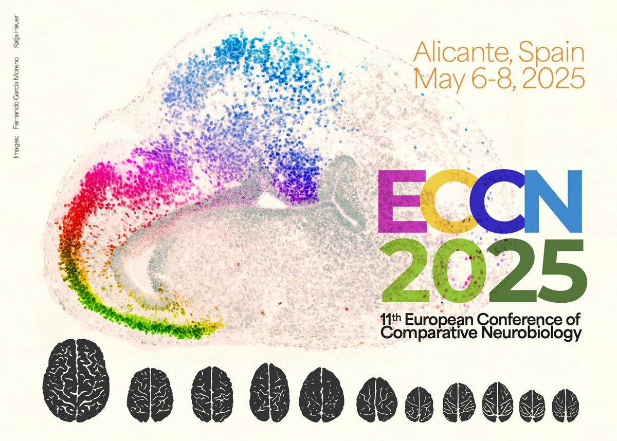 🔬🧠 #ECCN2025 Speaker Alert!
How do brains across species process vision &amp; sleep?Gilles Laurent (@MPIBrain) deciphers the neural codes behind cognition, from reptiles to cephalopods. Don’t miss his evolutionary deep dive into sensory circuits in Alicante! 🦎🐙 #BrainEvolution