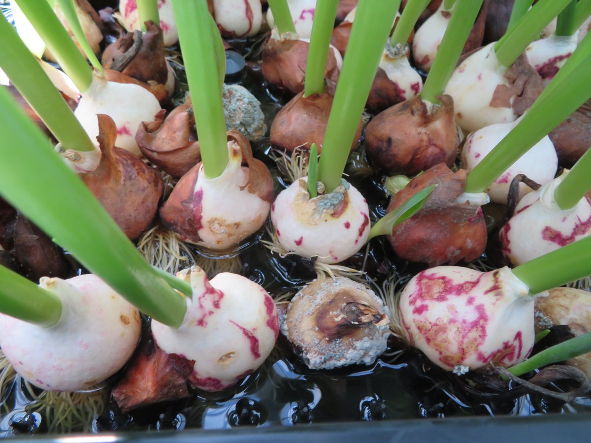 Vorige week deelden we de resultaten van onze tulpengalmijtproef met adviseurs. De proef met 5 cultivars laat zien hoe belangrijk timing en mate van aantasting zijn. Toelating van het geteste groene middel wordt eind dit jaar verwacht. #vergroening #GrowingTogether