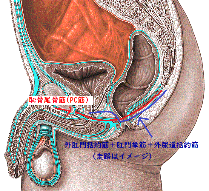 prostate727's tweet photo. PC筋プラス

#ドライオーガズム といえばPC筋だが開発が進むと他も同じ快楽地点になる

肛門括約筋＋肛門挙筋＋尿道括約筋
を開発すると仙骨や背中側に快楽が走る
快楽の強度や保持力も強くお勧め

腸骨稜に付いている腸骨筋・縫工筋はお腹を凹ませると感じる
太腿まで伸びているで足先へ快楽が広がる https://t.co/0VXcI1S3ER