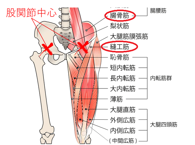 prostate727's tweet photo. PC筋プラス

#ドライオーガズム といえばPC筋だが開発が進むと他も同じ快楽地点になる

肛門括約筋＋肛門挙筋＋尿道括約筋
を開発すると仙骨や背中側に快楽が走る
快楽の強度や保持力も強くお勧め

腸骨稜に付いている腸骨筋・縫工筋はお腹を凹ませると感じる
太腿まで伸びているで足先へ快楽が広がる https://t.co/0VXcI1S3ER