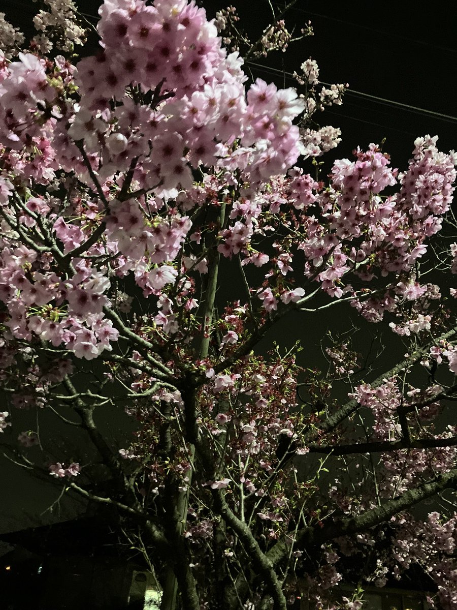 お花見🌸イイですよねー