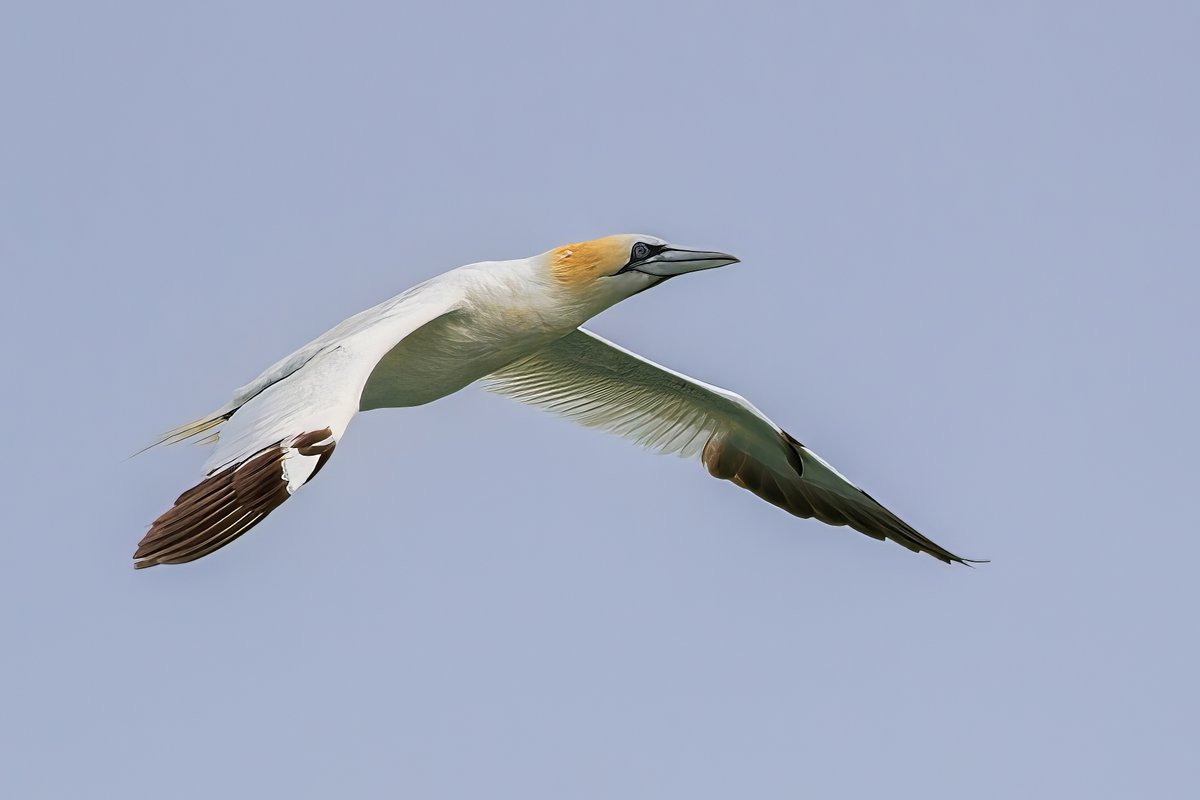 Guernsey_NC's tweet photo. Guernsey and Herm are valuable for breeding seabirds, supporting nationally/internationally important populations. 🌊🌊
Periodic seabird surveying has shown that overall seabirds are declining, in particular Shags and Herring Gulls.
#seabirds #marinelife #seawatching https://t.co/sdpzxl4a1E