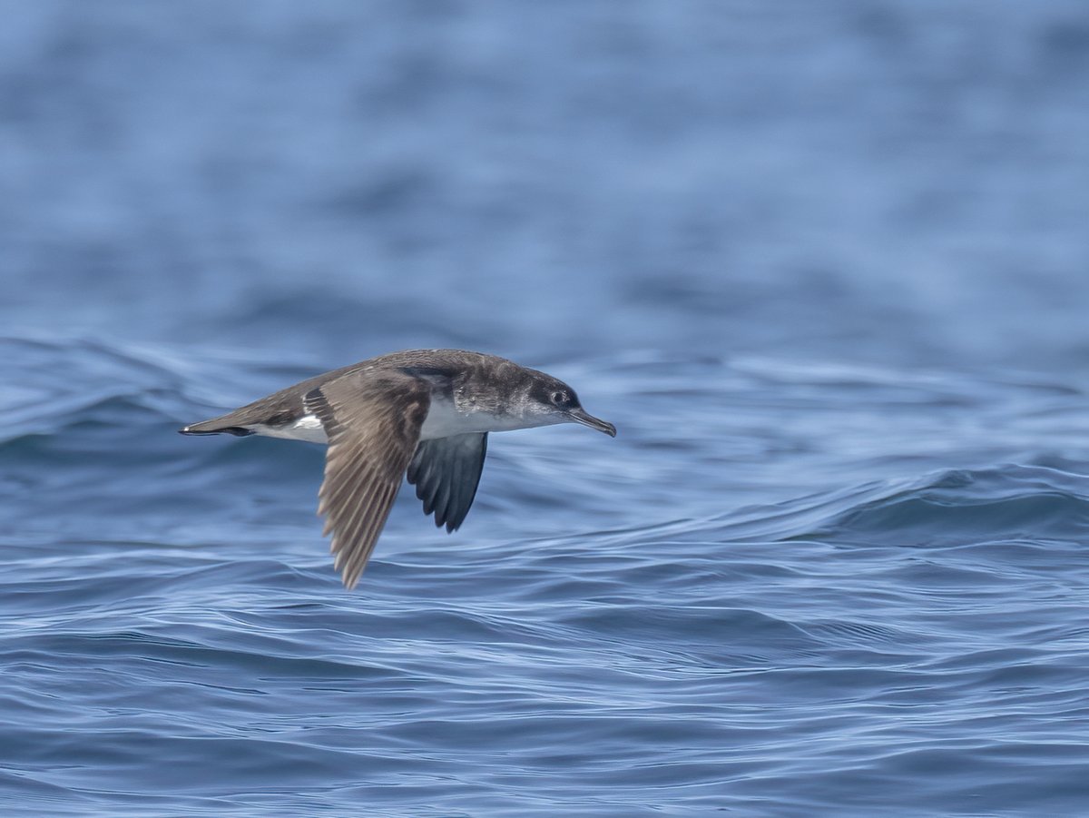 Guernsey_NC's tweet photo. Guernsey and Herm are valuable for breeding seabirds, supporting nationally/internationally important populations. 🌊🌊
Periodic seabird surveying has shown that overall seabirds are declining, in particular Shags and Herring Gulls.
#seabirds #marinelife #seawatching https://t.co/sdpzxl4a1E