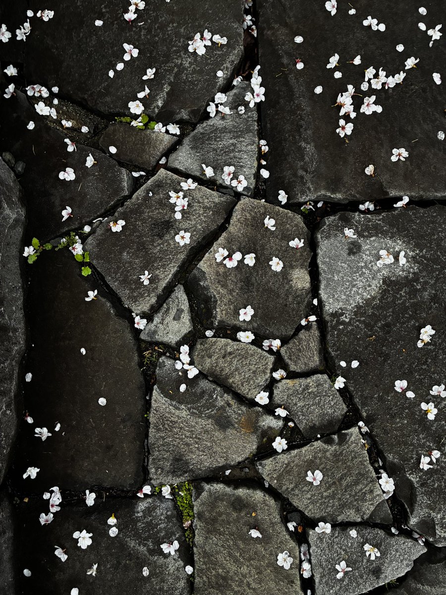 kofu_joshi's tweet photo. 雨に桜が散るのは運命
舞鶴城は雨 https://t.co/qfVHVELyo1
