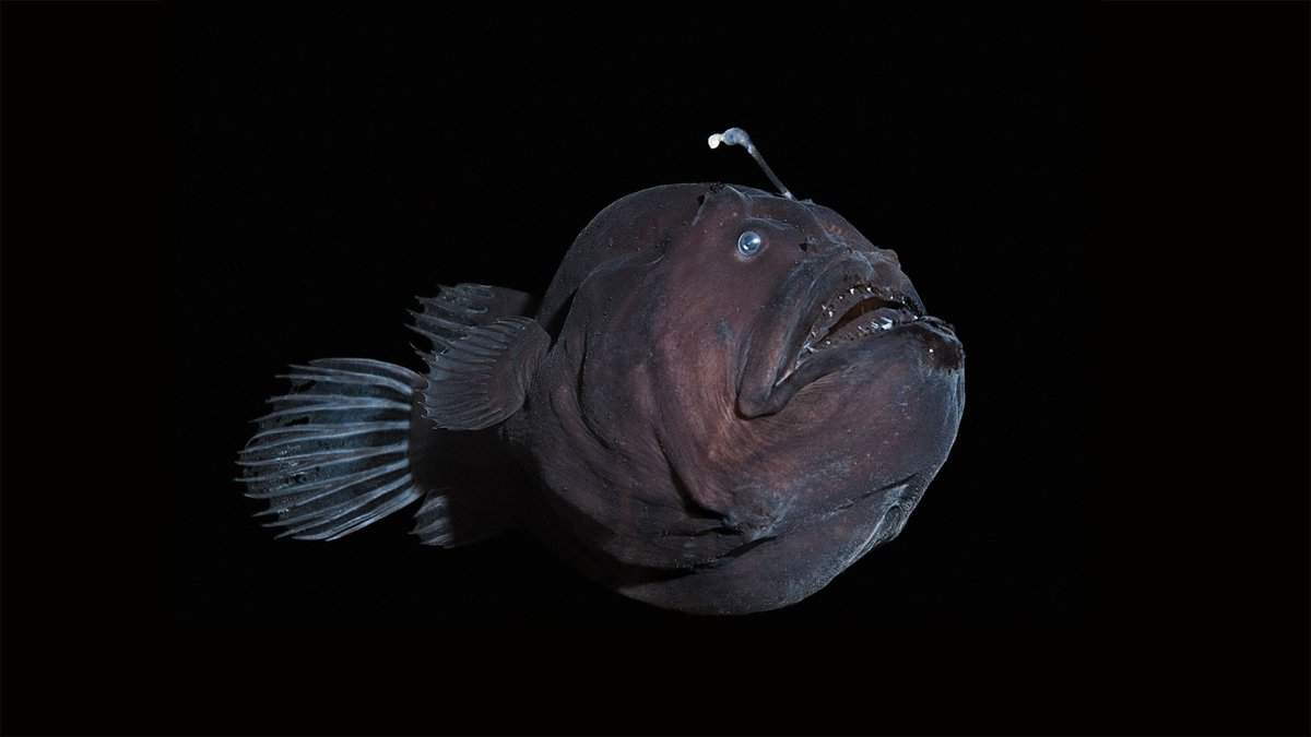 Atlantic Coast Fisheries News for the weeks of March 24th and 31st: 18 years of juvenile eel monitoring in NY, new dam removal project in NJ, and a rare black seadevil anglerfish sees the light! Read the newsletter here:
conta.cc/3XEC5dh