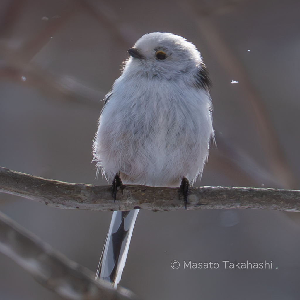 came3939's tweet photo. 北海道はまだ寒いです
今朝のシマエナガちゃん
小雪が舞ってももうすぐ春のはず

#シマエナガちゃん 
#北海道 https://t.co/hTEjls5Enr
