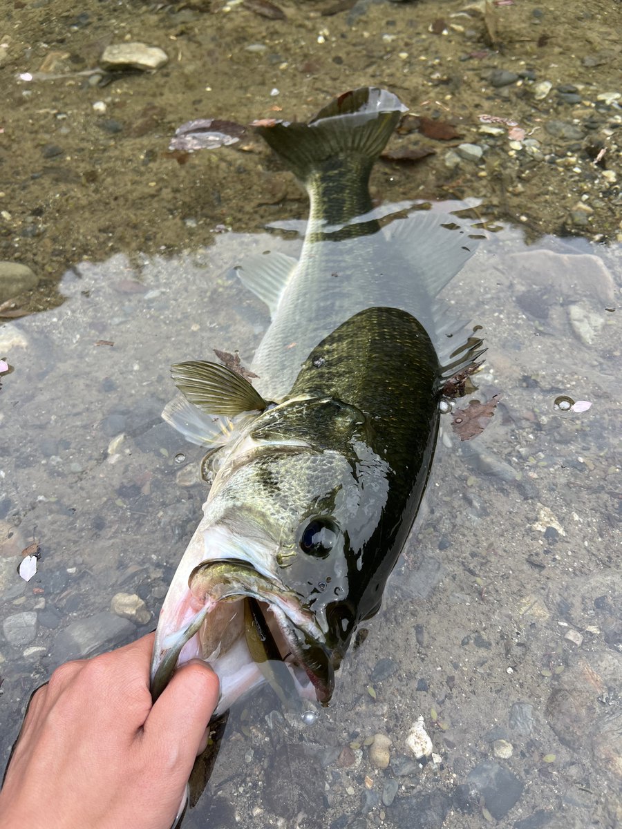 あきらしぇんしぇ〜　和田漁具店 tweet media