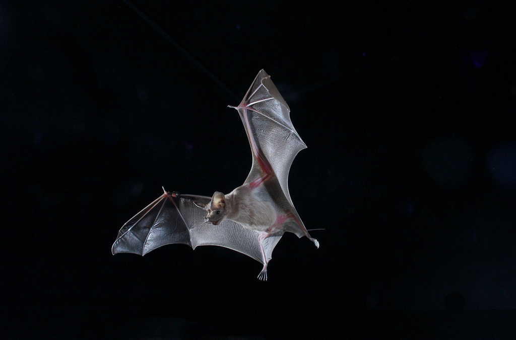 The Bat Lab (@yovelbatlab) on Twitter photo A new exciting read from our lab:
How bats exit caves in thousands without colliding with each other
Great work by <a href="/AyaGoldshtein/">Aya Goldshtein</a>
pnas.org/doi/10.1073/pnā¦
Photo by Jens Rydell A new exciting read from our lab:
How bats exit caves in thousands without colliding with each other
Great work by <a href="/AyaGoldshtein/">Aya Goldshtein</a>
pnas.org/doi/10.1073/pnā¦
Photo by Jens Rydell