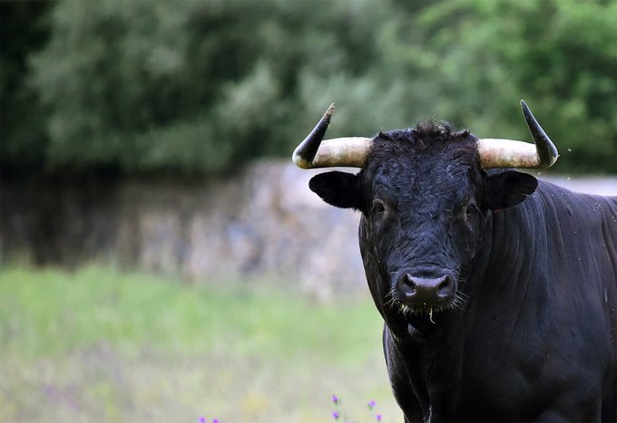 marillion13's tweet photo. Historical #Victory:
Mexico City approaches the abolition of #BullFights, those are #BullShit anyway, not "tradtion".
https://t.co/AvCvfy6heE
@PETA_Latino @PETAUK @PETANederland @PETADeutschland https://t.co/8sz4MuE8qf