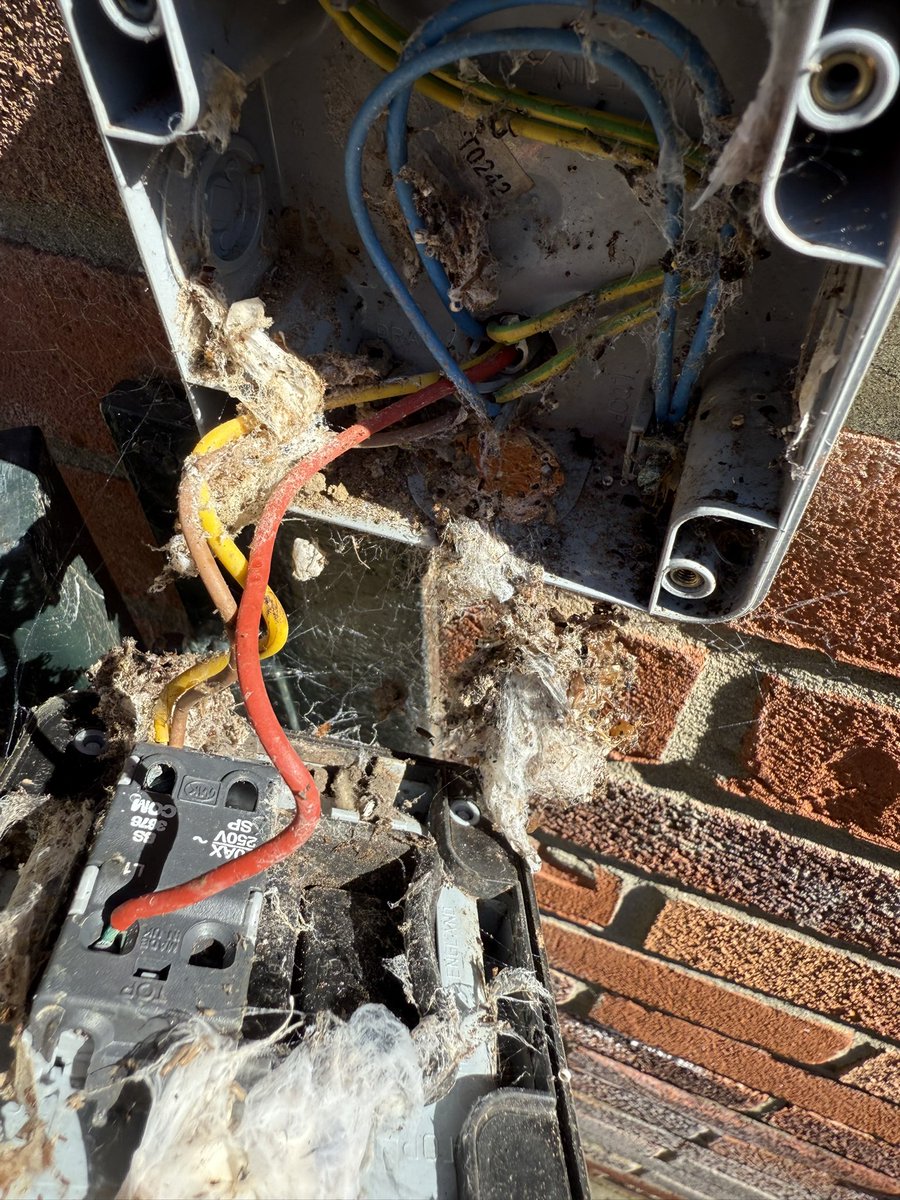 Looks like a birds nest inside the switch