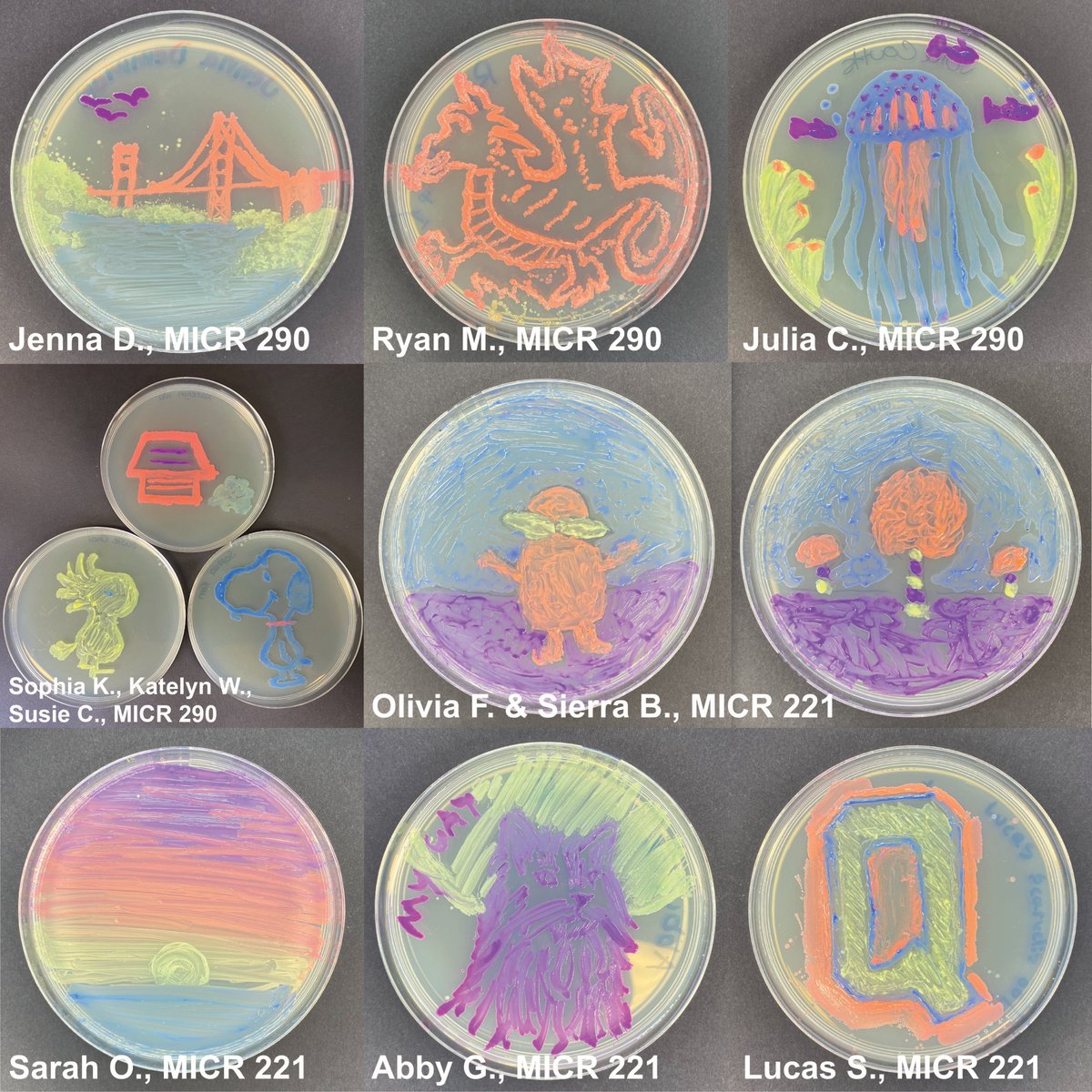 Christopher Lohans (@ctlohans) on Twitter photo This past year in MICR 221 and MICR 290 <a href="/queensu/">Queen's University</a>, we held agar art competitions ('drawing' bacterial cells on agar). We were blown away by the creativity of the students in these labs! Here is a selection of the winners, as voted for by other students <a href="/DbmsTweets/">QUbiomed</a> <a href="/QueensUHealth/">Queen's Health Sciences</a> This past year in MICR 221 and MICR 290 <a href="/queensu/">Queen's University</a>, we held agar art competitions ('drawing' bacterial cells on agar). We were blown away by the creativity of the students in these labs! Here is a selection of the winners, as voted for by other students <a href="/DbmsTweets/">QUbiomed</a> <a href="/QueensUHealth/">Queen's Health Sciences</a>
