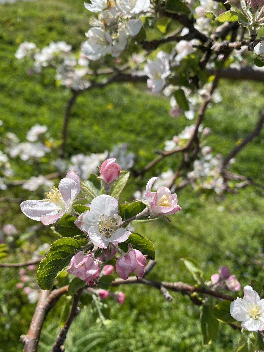 #マツダピンクバースデー
お誕生日おめでとうございます！  

長野県より『りんごの花と蕾』を送りますー
普段はアーカイブで特定の時期はリアタイ、かな？
だらだらとまつださんがしゃべっているところ・・・とっても楽しいところが好きです！
良い一年になりますようにー