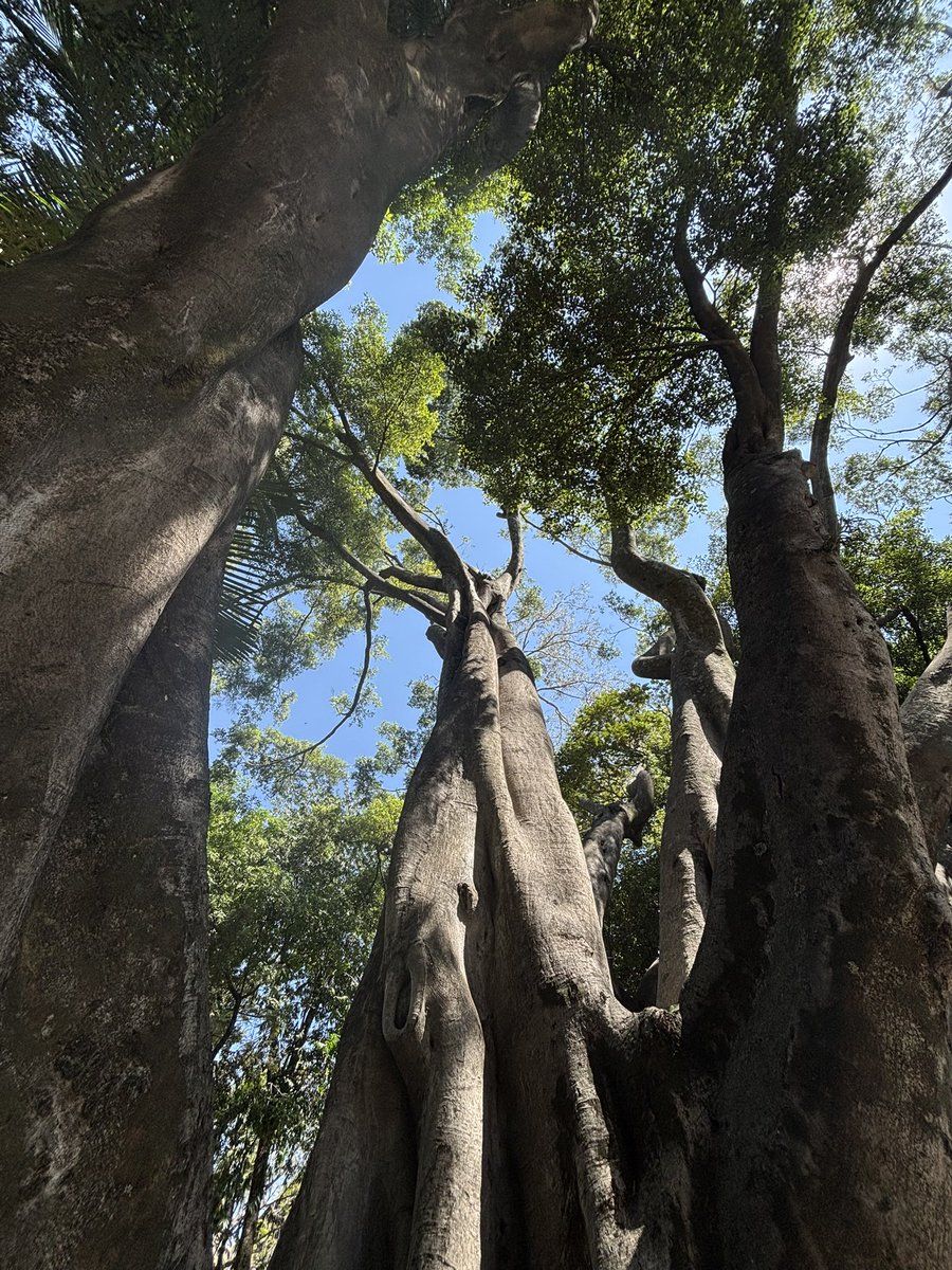 Your friendly reminder that trees are biodiverse multi-ecosystems 🌴🌳

#thicktrunktuesday