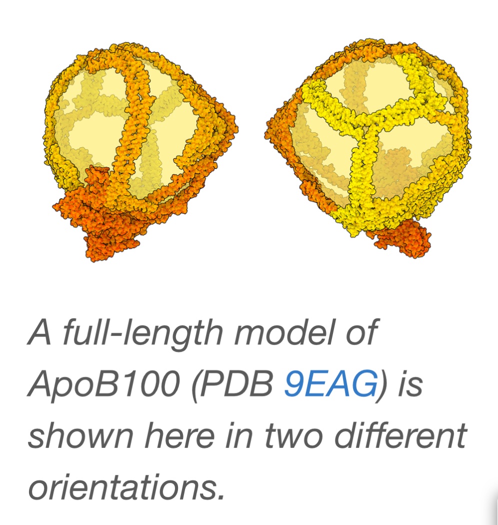 ApoB is the PDB molecule of the month! Looking good 🤩

doi.org/10.2210/rcsb_p…