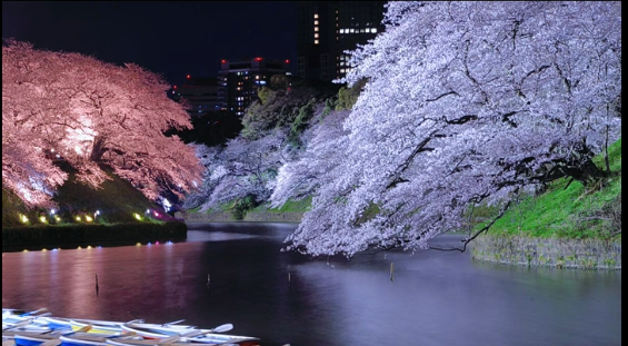 千鳥ケ淵の花見です🌸