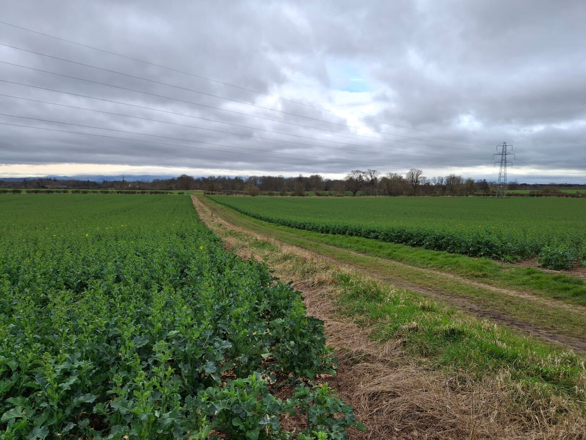 Douglas Bonn has been out and about in the borders recently, where the OSR is THRIVING! 

This crop of Attica literally stopped him in his tracks!

"The vigour is stunning! It just wants to grow"