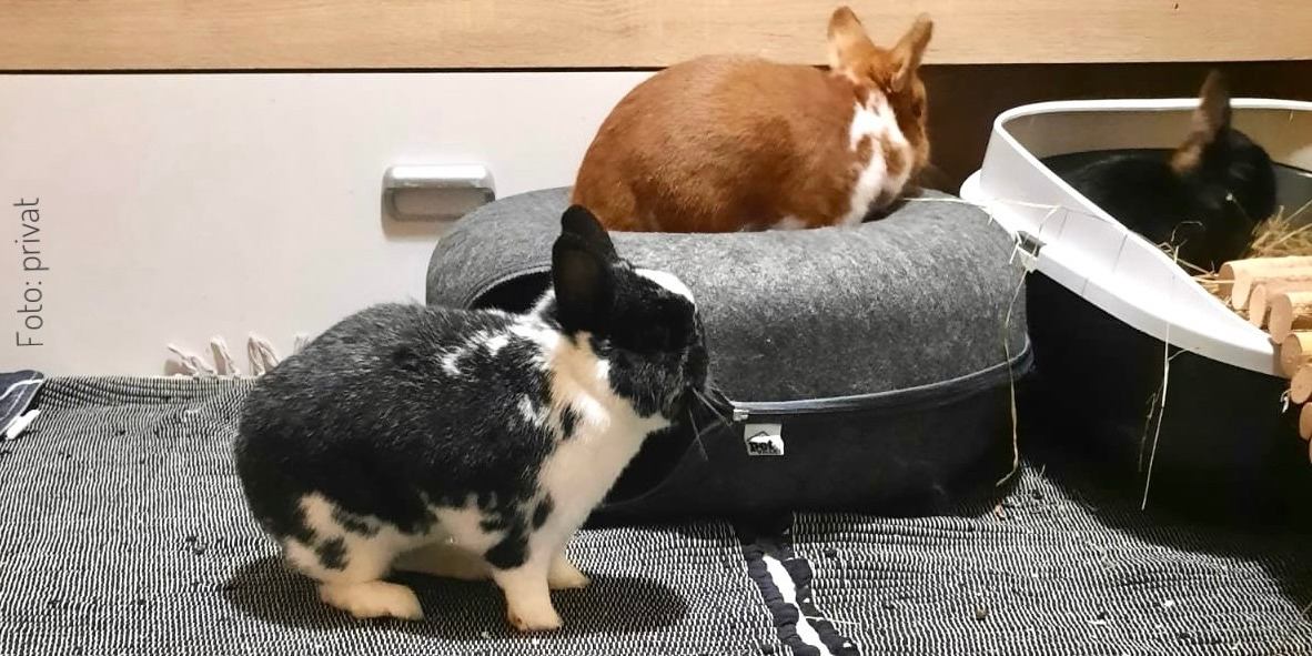 Ruby &amp; Karlsson haben seit 2023 im #Tierheim #Berlin auf ihre große Chance gewartet. Vergeblich.🥺 Ihr großes Glück fanden sie jetzt endlich in Bayern! 🥰 Ihre neue Familie nimmt immer wieder #Kaninchen mit Handicap oder aus schlechten Verhältnissen auf. 🧡 #HappyEnd