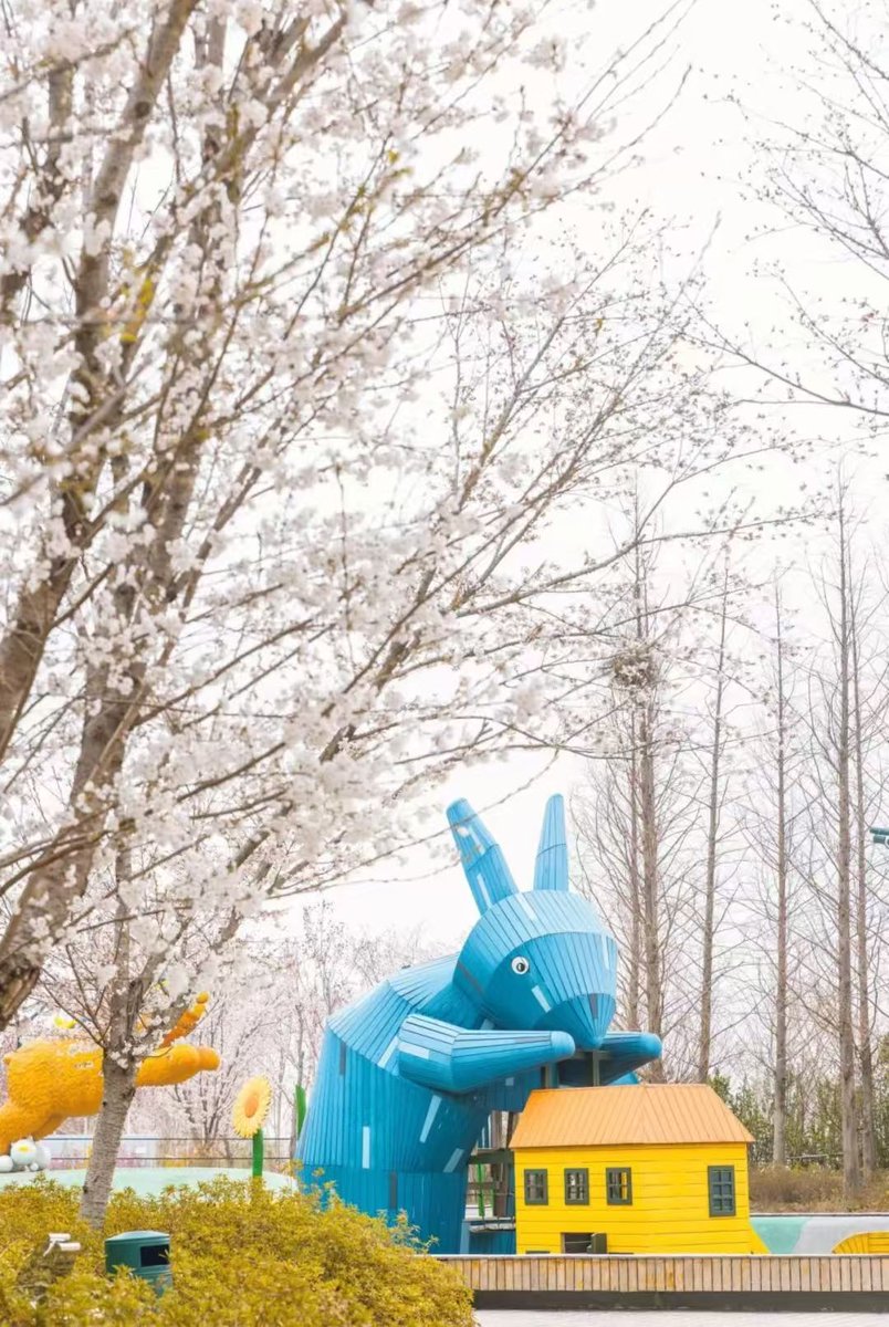 iRizhao's tweet photo. The 5th Cherry Blossom Festival🌸 at Bailu Bay in #Rizhao is on now!
🌞🎹🍦We're here until April 6 for flowers, music, performances, market strolls, and delicious food. #SpringInRizhao #CharmingRizhao #ChinaTravel #travel #Shandong #nature https://t.co/CZuJSStYlX