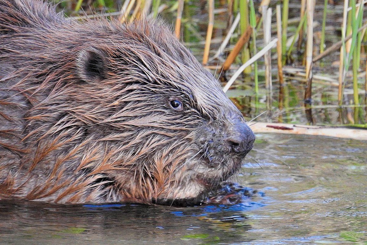 Major step forward: UK Government now legally allows #beaver releases into the wild, boosting biodiversity &amp; restoring ecosystems. First releases in Dorset &amp; Cornwall signal a new era for #rewilding. 🦫 

rfr.bz/t95d380
#beavers #generationrestoration