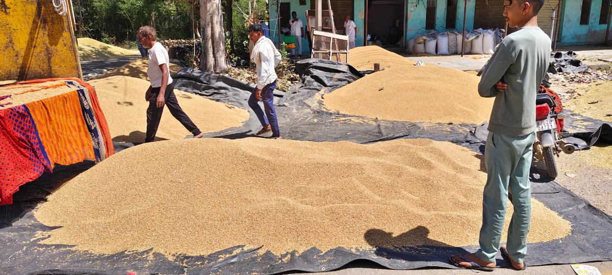 मंडल कार्यालय अलवर के अंतर्गत गेहूं खरीद केंद्र बानसूर पर आज दिनांक 01.04.2025 से खरीद कार्य  का शुभारंभ हुआ।