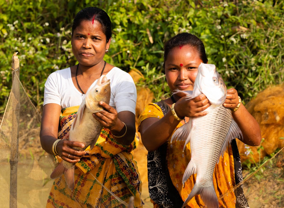 Panorama_Planet's tweet photo. Sustainable aquaculture in 2 Indian states boosts food security & livelihoods! With support from @BMZ_Bund, SAFAL project trains farmers, improves access to quality fingerlings & enhances resource-efficient practices. Read more https://t.co/Xy6SZKiTwT #PANORAMASolutions https://t.co/Od53SYmCkl
