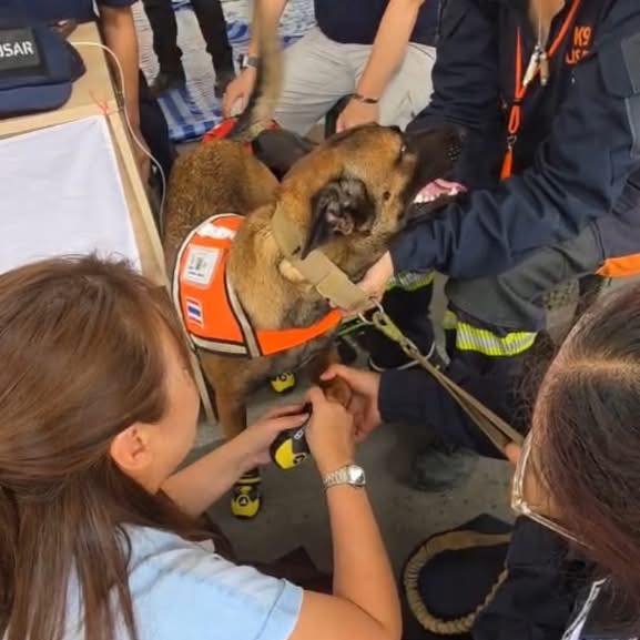 🐾รองเท้าสุนัขที่ทำจากไมโครไฟเบอร์รุ่นพิเศษ ส่งตรงมาจากประเทศเดนมาร์ค ถึงไทยด้วยเที่ยวบิน TG951 ของการบินไทย

และส่งมอบให้น้องสุนัขทีม K9 USAR ได้สวมใส่ในภารกิจค้นหาผู้สูญหายตึกถล่มที่จตุจักร

โดยมีการบินไทยเป็นผู้สนับสนุนภารกิจในครั้งนี้ #ตึกถล่ม