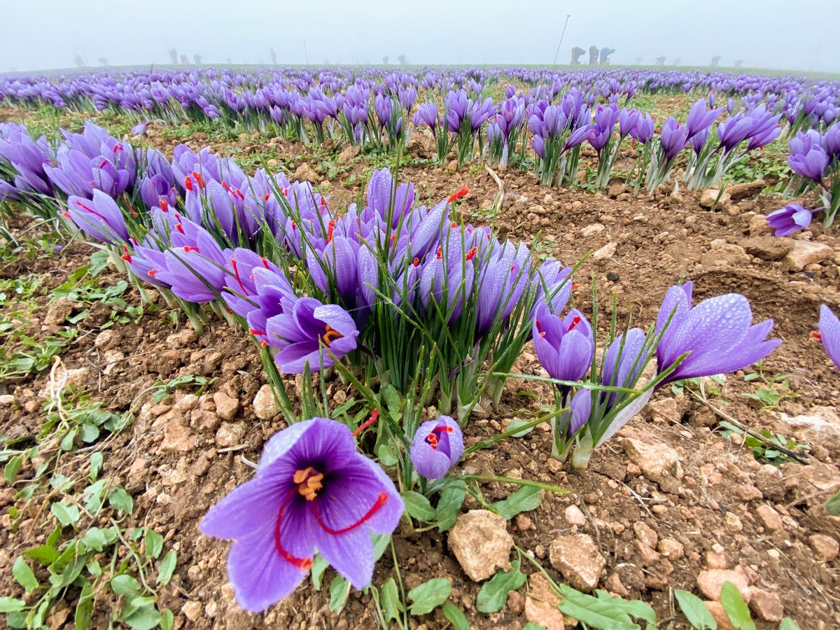 DOPAzafran's tweet photo. Con nuestras rosas del azafrán, que florecen en otoño, le damos la bienvenida a abril 👋🏻 Y aprovechamos para recordarte que nuestra flor, la Crocus sativus, es la única que es comestible; el resto de flores de azafrán, la mayoría florecen ahora en primavera, son tóxicas https://t.co/sp1KnS3Wev