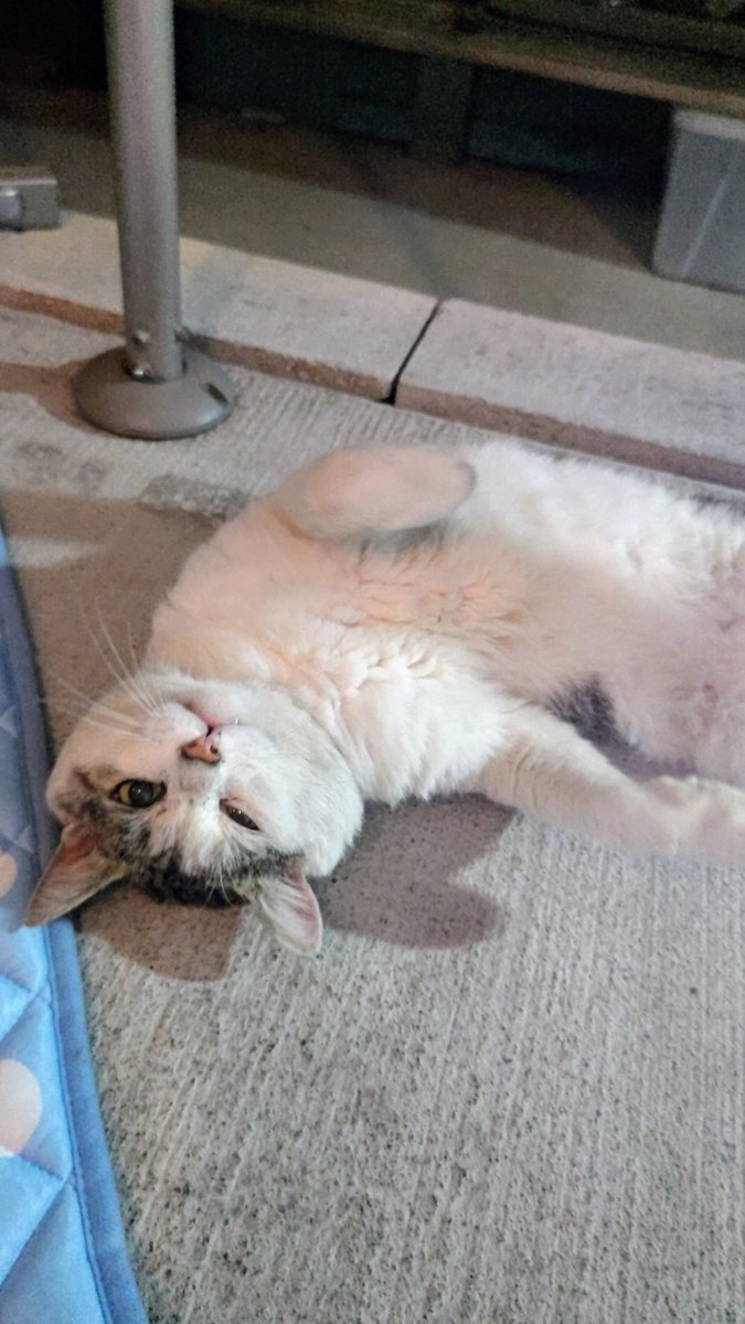 🐈🌱🤍

ぶりっ子しながらウィンクするのも

得意ですฅ^• ·̫ &lt;^ฅ💕

（推定年齢11歳以上の♂です
　　　　　ｼｬｰ ฅ(`ꈊ´ฅ)　）

　　　　　　　　　　　🐈🌱🤍

🎀優しい繋がり｡:.ﾟஐ♡ﾟ+｡:.ﾟஐ♡ﾟ+｡:.ﾟ♡🍀
いつもありがとうございます🐾😺🤗
感謝( ᴗ̤ .̮ ᴗ̤人) ♡ªʳⁱ૭ªᵗ°♡🎀