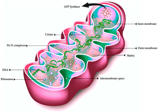 Madam_Mito's tweet image. Mitochondrial Dysfunction in Endothelial Cells: A Key Driver of Organ Disorders and Aging;

mdpi.com/2076-3921/14/4…