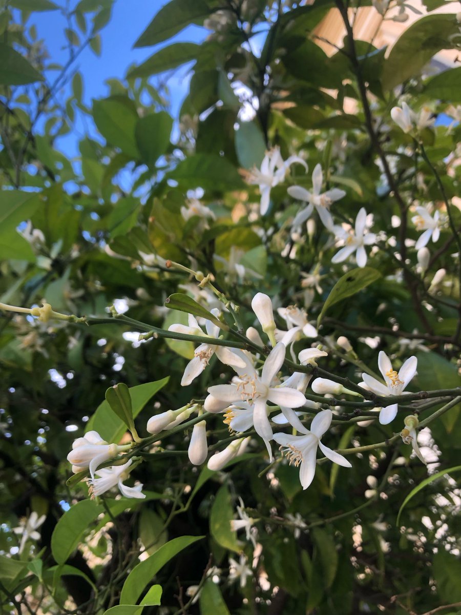 Bienvenida, niña de la primavera. Sevilla ya susurra tu nombre entre el azahar y la brisa en tu cara. 

El aire huele a nuevos comienzos, a luz dorada y calles que florecen. La ciudad más envidiada despierta, vestida de aroma y color. 🌿🌸#Sevilla