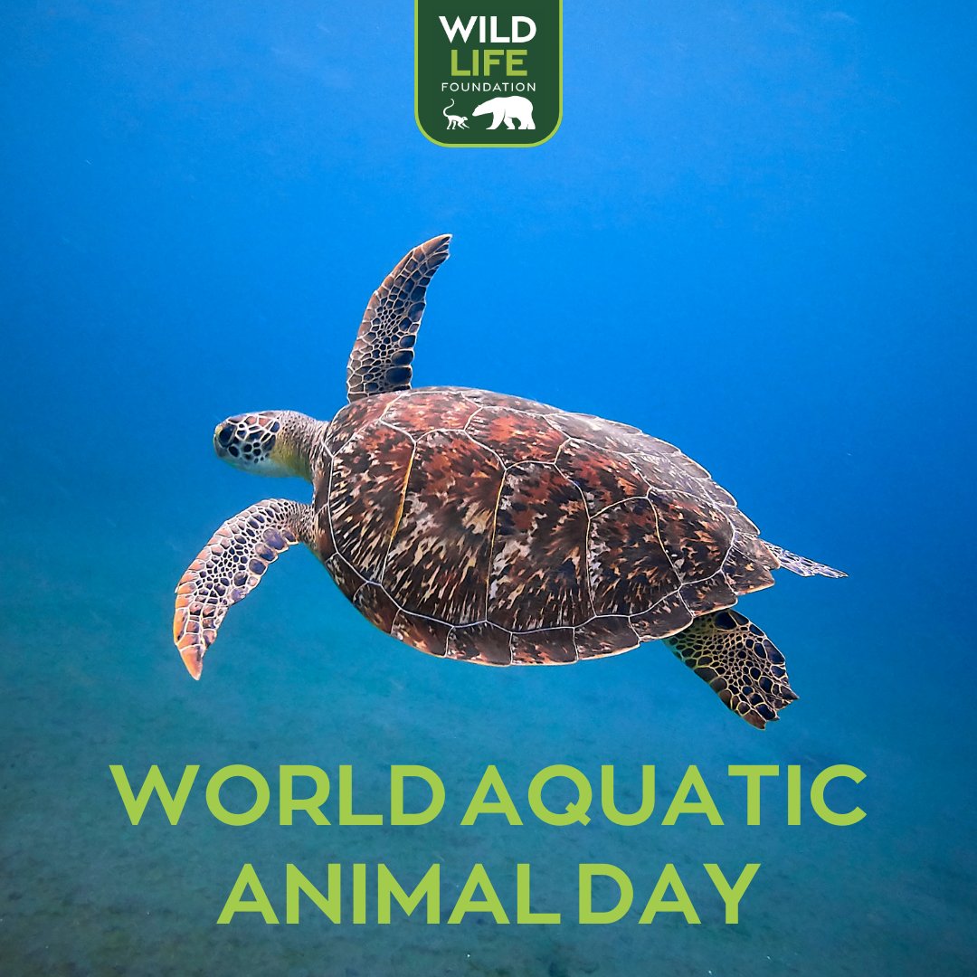 WildLife Foundation tweet media