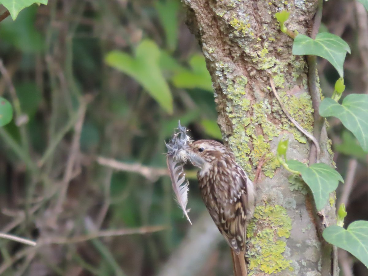 pardalviler's tweet photo. Bon dia, @birdcatalunya @sales_sergi A l'Estany de Banyoles. Ànec mandarí, Bec de corall senegalès, Raspinell amb plomes al bec suposo que per fer niu. https://t.co/tzd4t2cX7q