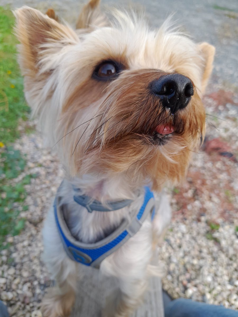 AInnit0's tweet photo. @TweeetsOfDogs https://t.co/jipbRxZ9V3